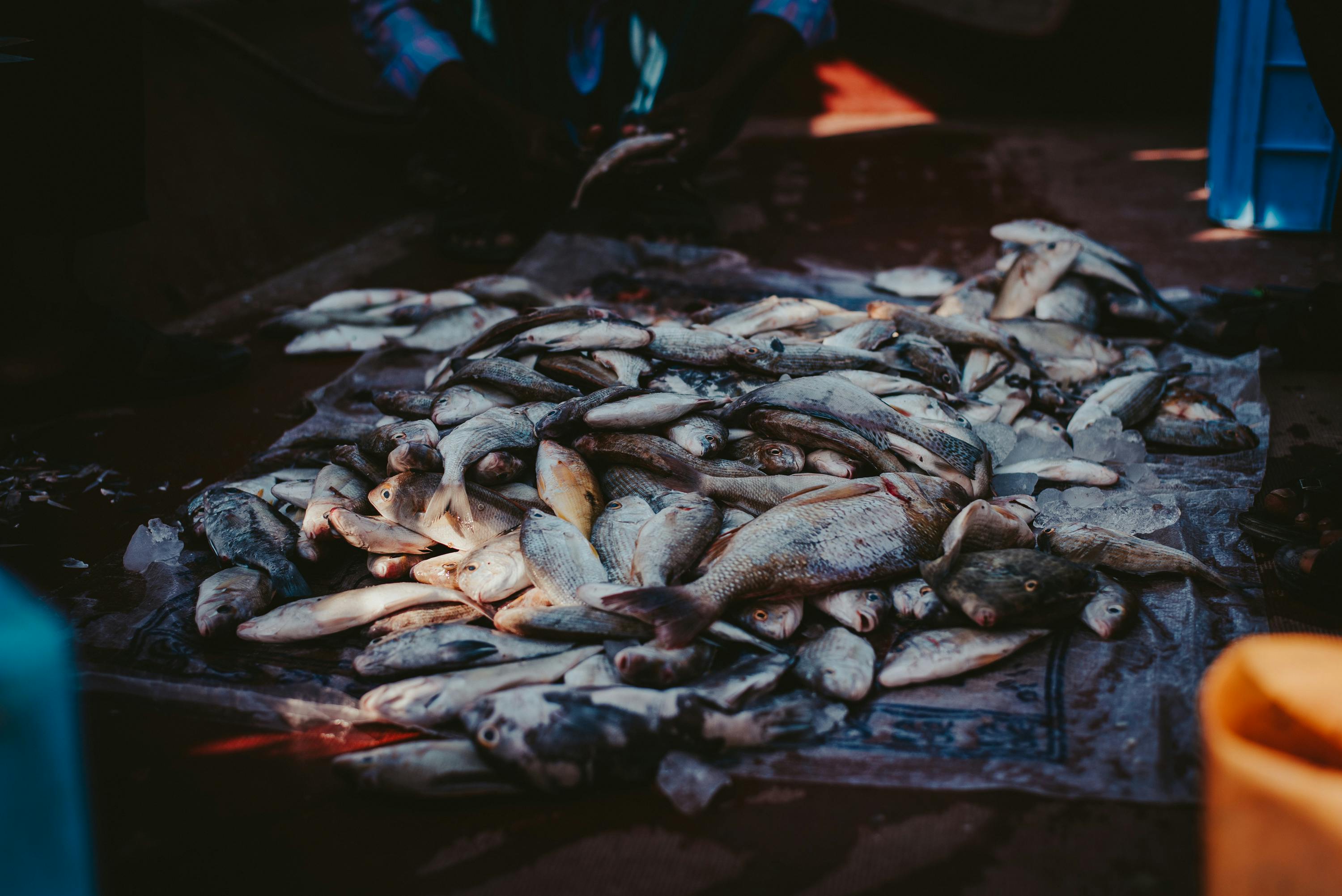 Sustainable Seafood Supply Chain: From Ocean to Market